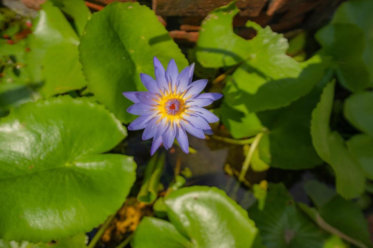 Strawberry Garden Homestay Hoi An Dış mekan fotoğraf